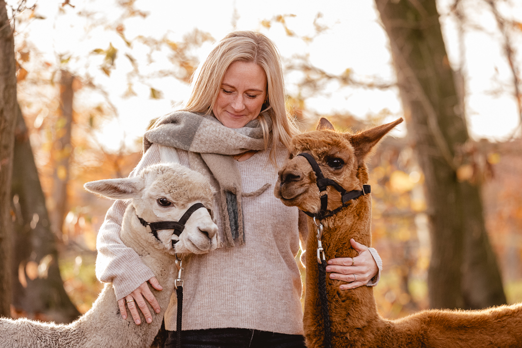 Alpakas Portrait Foto Weihnachten